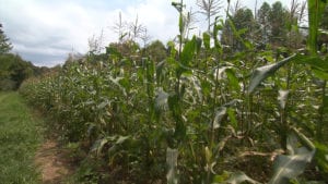 Growing Sweet Corn on NPT's Volunteer Gardener