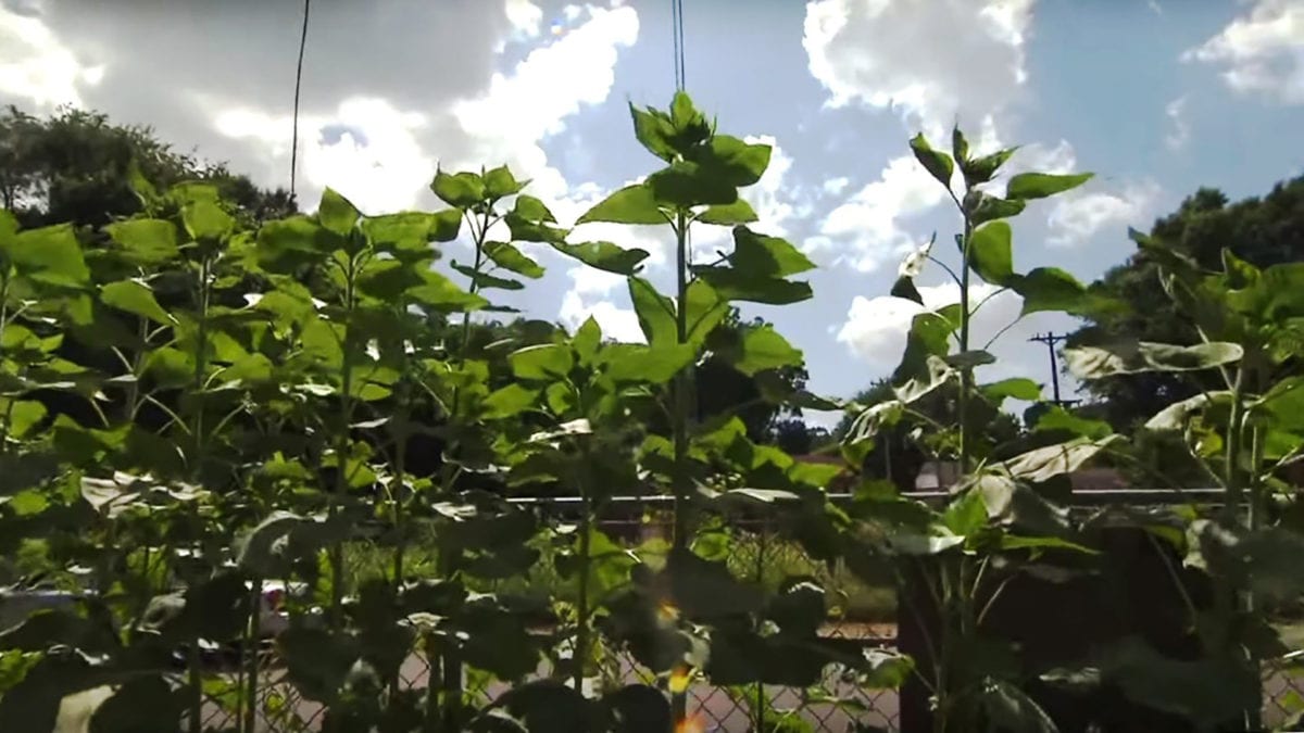 Gardening with a mission in Memphis on NPT's Volunteer Gardener