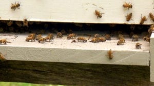 Honey bee population and homeowner responsibilities on NPT's Volunteer Gardener