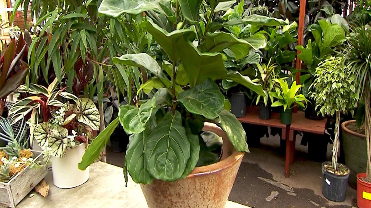 Indoor Plant Trends on NPT's Volunteer Gardener