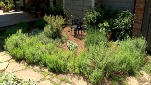 Landscaping with Herbs on NPT's Volunteer Gardener