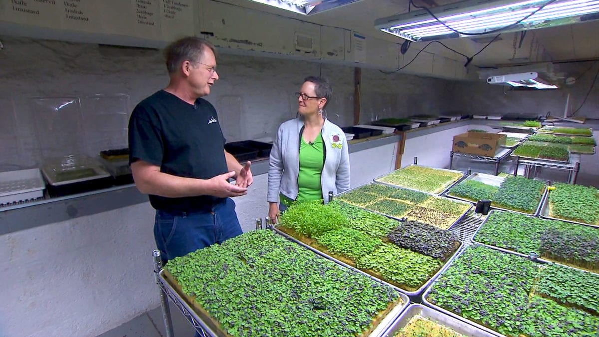 Microgreens: A Basement Farm on NPT's Volunteer Gardener