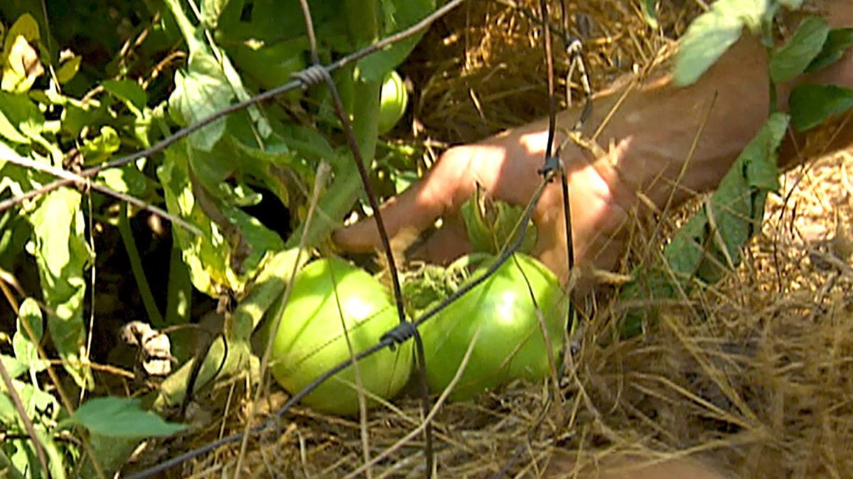 Mulch Benefits in the Organic Vegetable Garden on NPT's Volunteer Gardener