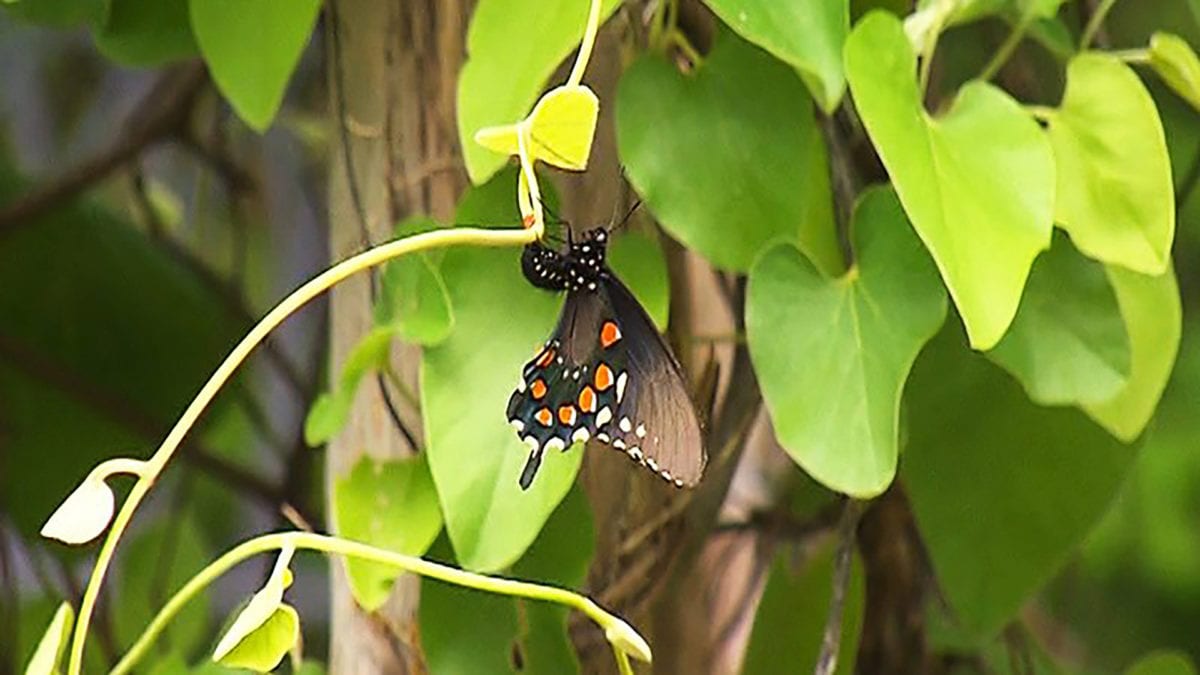 Native Butterfly Garden on NPT's Volunteer Gardener