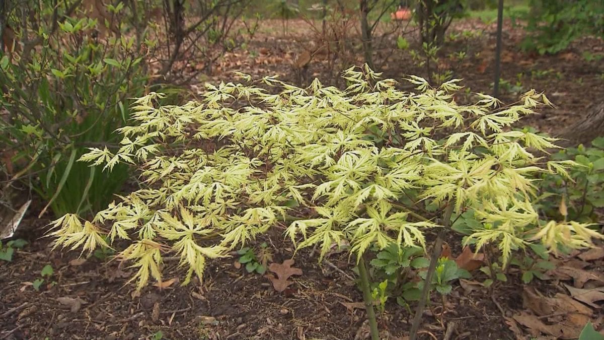 Japanese Maples - A Foliage Fixation on NPT's Volunteer Gardener