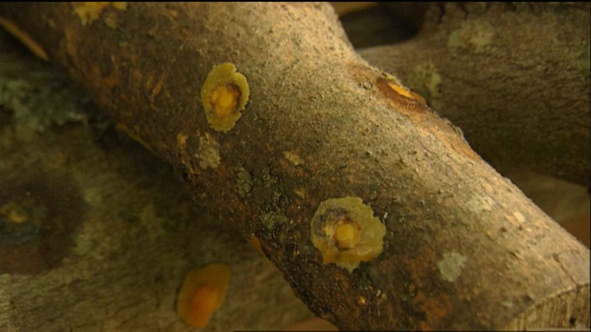 Growing Shiitake Mushrooms on NPT's Volunteer Gardener