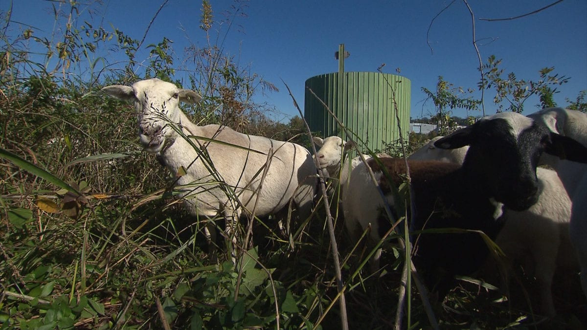 Sheep: The Landscape Managers on NPT's Volunteer Gardener