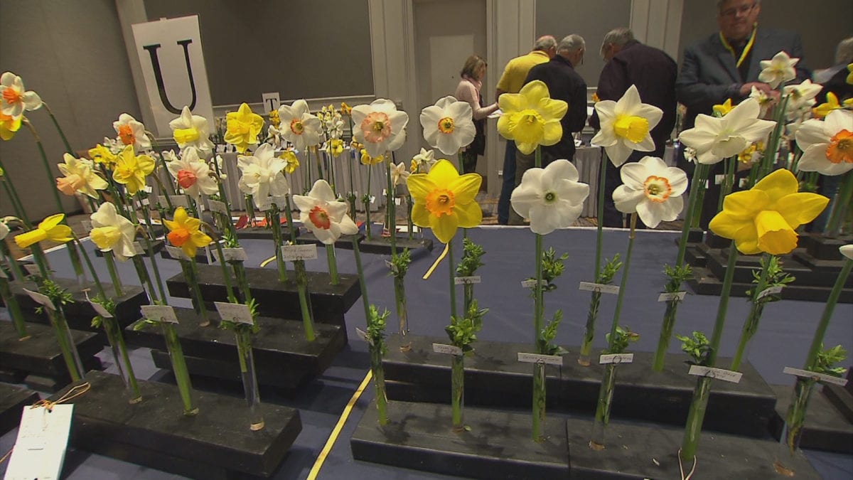 Flower Show of the American Daffodil Society Annual Meeting