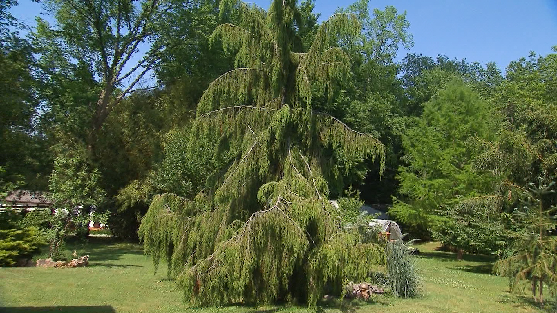 Volunteer Gardener