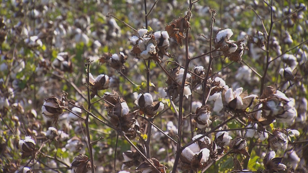 Cotton Production on NPT's Volunteer Gardener