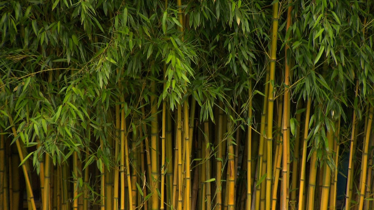 Bamboo: Attributes and Containment on NPT's Volunteer Gardener