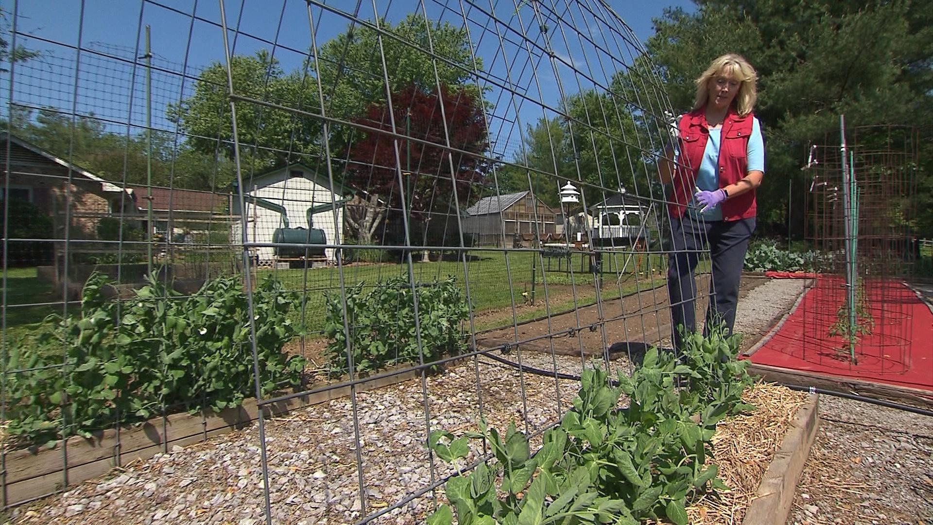 Peanut planting tips for Midsouth farmers