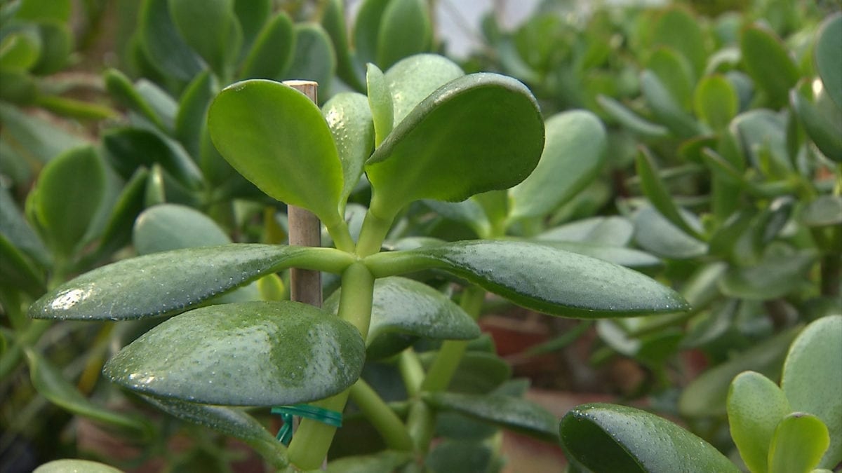 Jade Plants on NPT's Volunteer Gardener