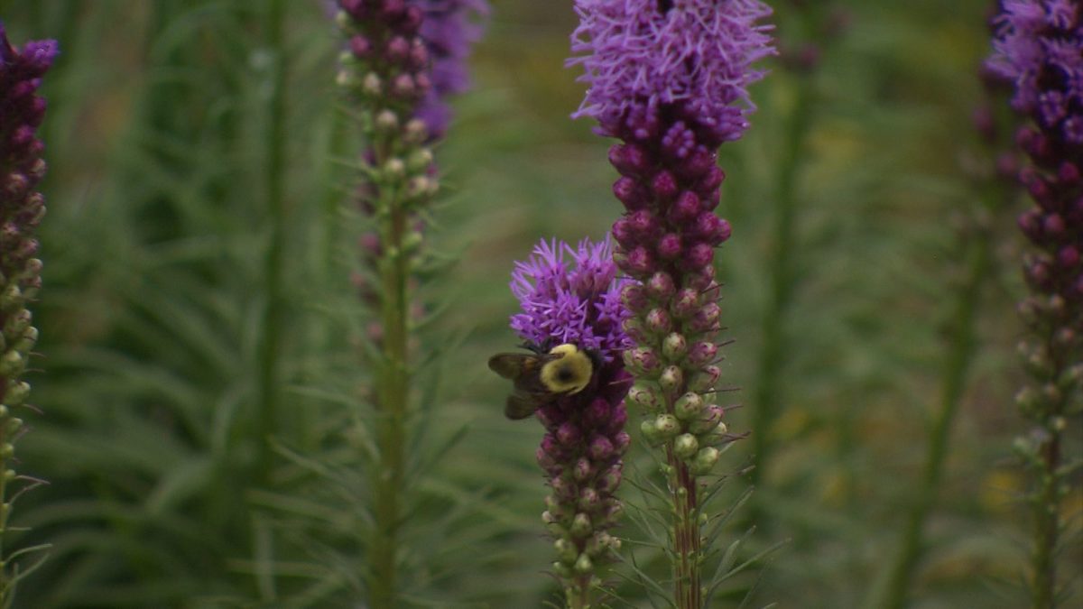 Pollinators welcome in this garden on NPT's Volunteer Gardener