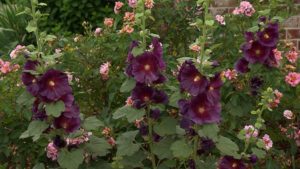 Blooming Joy Flower Co. on NPT's Volunteer Gardener