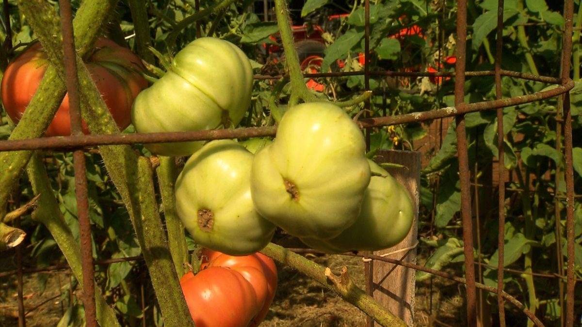 Tennessee Tomato Club on NPT's Volunteer Gardener