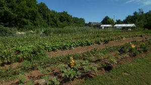Growing Together Farm on NPT's Volunteer Gardener