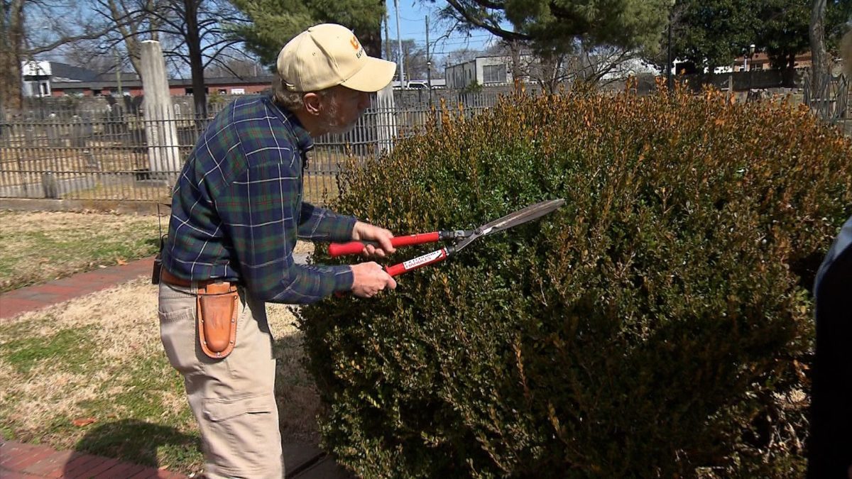 Boxwood Cloud Pruning on NPT's Volunteer Gardener