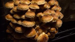 Mushroom Production-Sustainable Agriculture on NPT's Volunteer Gardener
