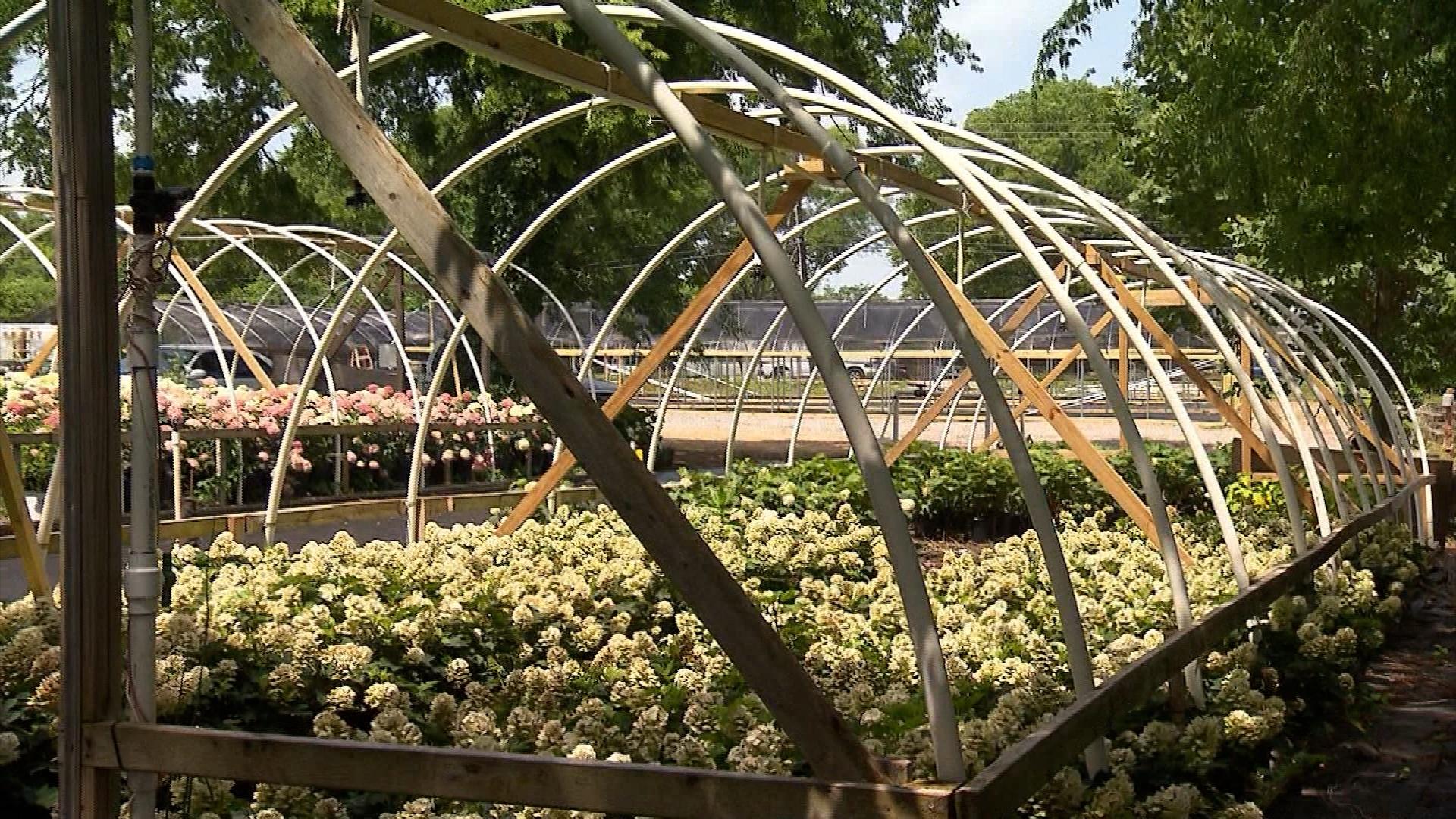 Volunteer Gardener