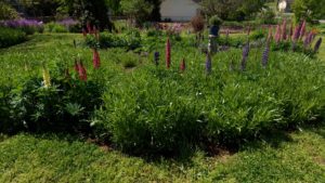 Success growing lupines on NPT's Volunteer Gardener