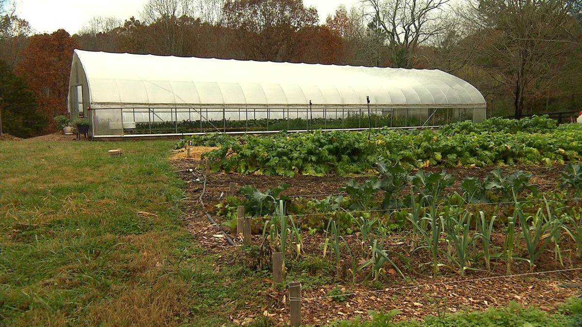 Fall/Winter crops for the home garden on NPT's Volunteer Gardener