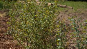 Propagating blueberries on NPT's Volunteer Gardener
