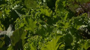 Fall Greens on NPT's Volunteer Gardener