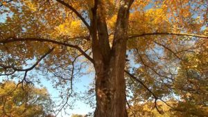 Native Trees with Fall Brilliance on NPT's Volunteer Gardener