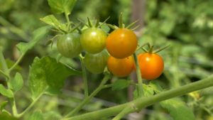 Growing Cherry Tomatoes for Market on NPT's Volunteer Gardener
