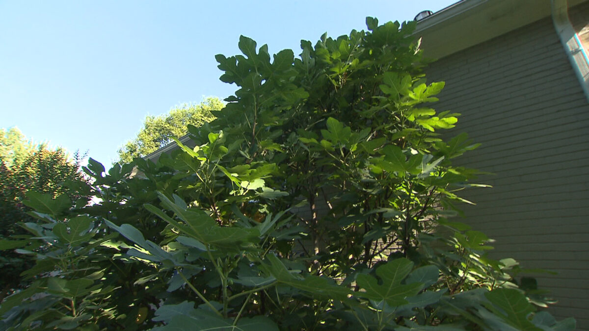 Fig Tree: Ornamental and Edible on NPT's Volunteer Gardener