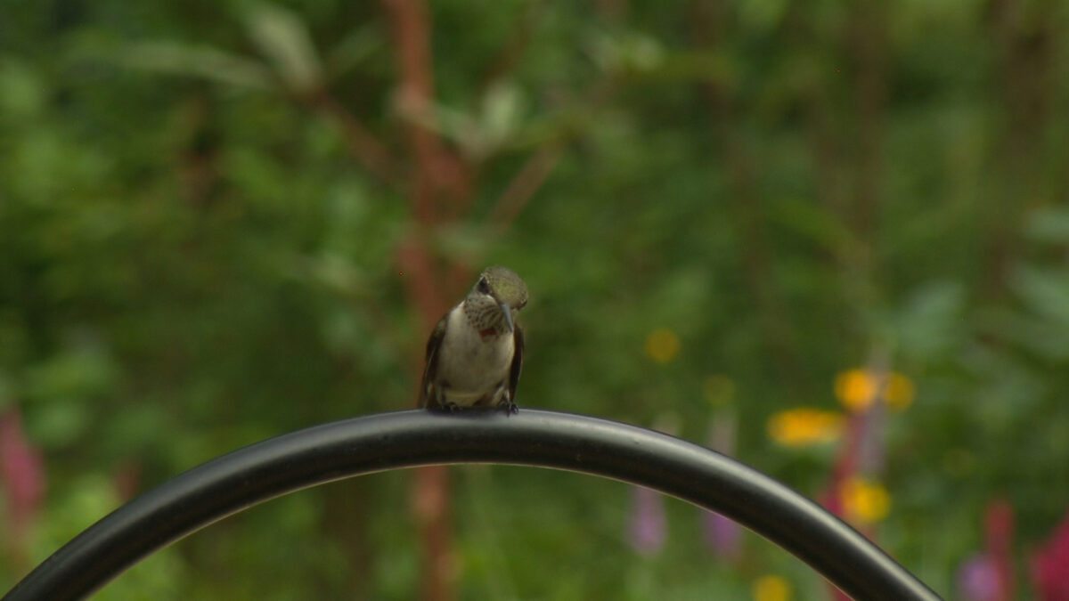 Hummingbird Attractor and Support Garden on NPT's Volunteer Gardener