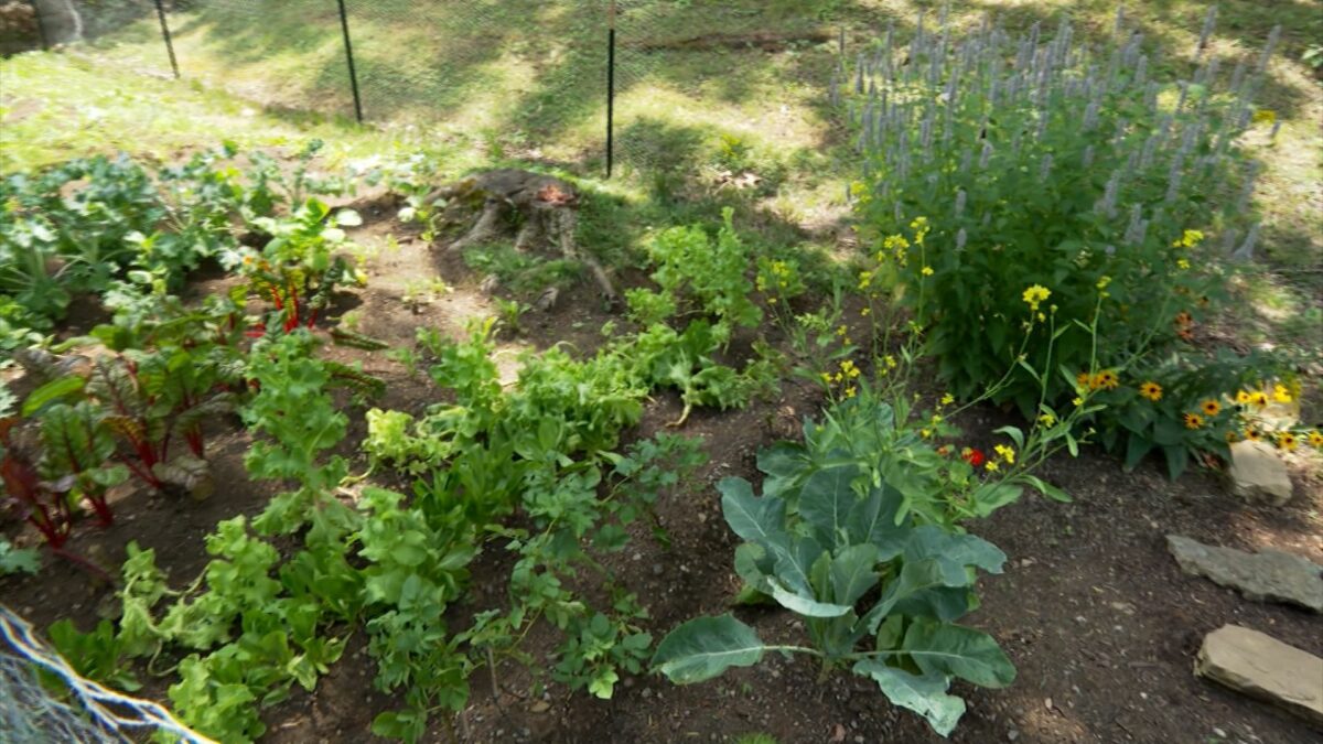 Vegetable garden for body and soul on NPT's Volunteer Gardener