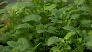 Greenhouse Operations on NPT's Volunteer Gardener