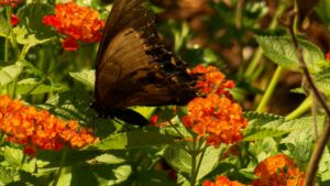 Planting for Pollinators on NPT's Volunteer Gardener