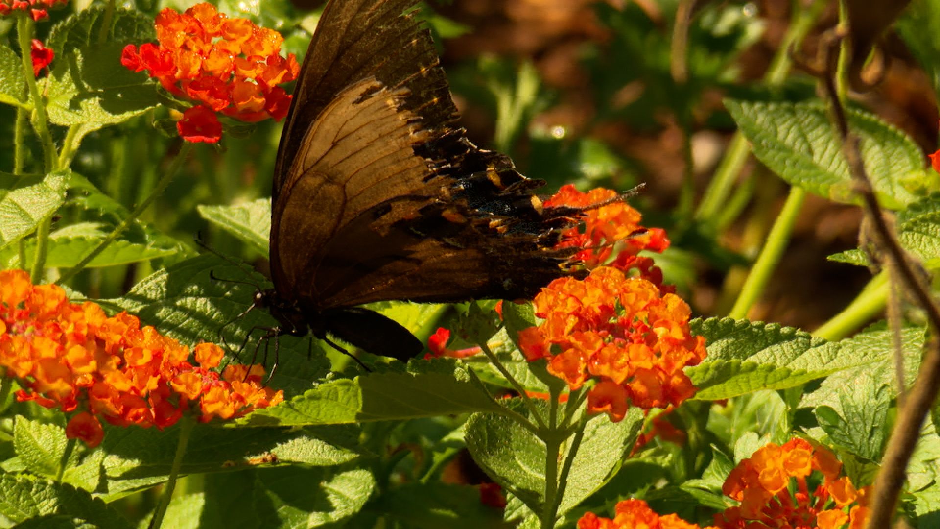 Volunteer Gardener