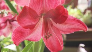 Amaryllis: Culture and Care on NPT's Volunteer Gardener