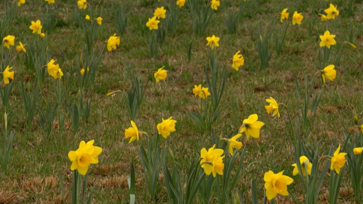 Daffodil Field of Dreams on NPT's Volunteer Gardener