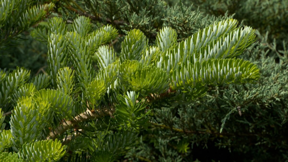 A Grand Collection of Conifers on NPT's Volunteer Gardener