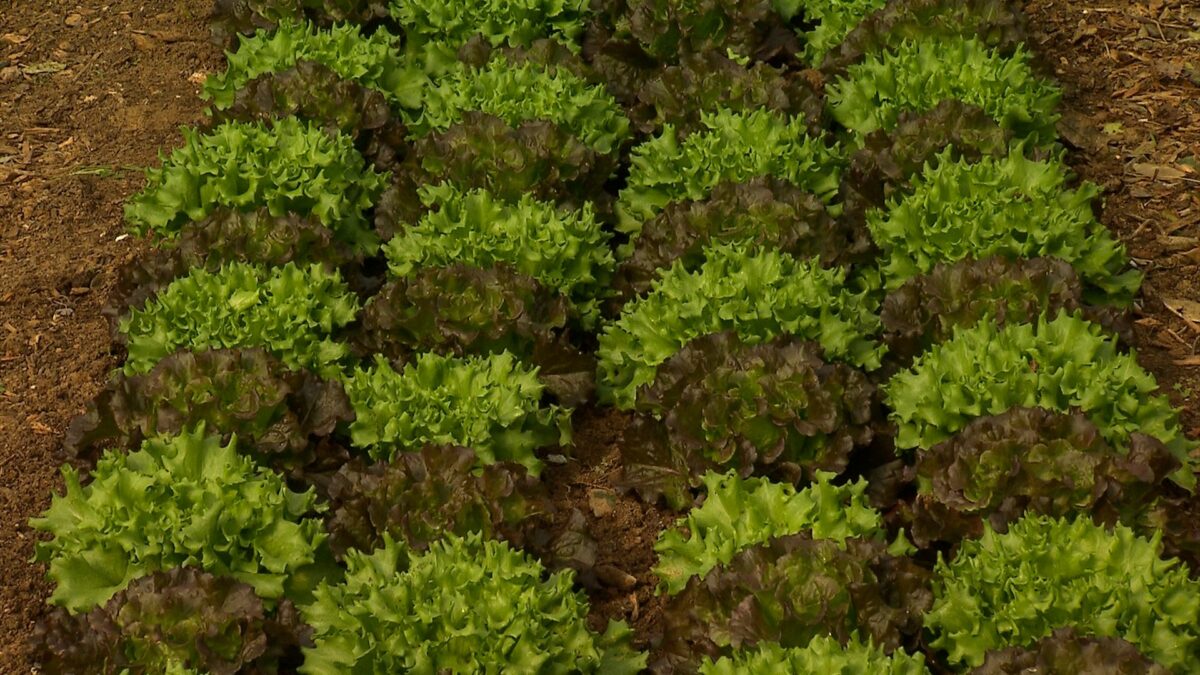 Growing Lettuce in Fall on NPT's Volunteer Gardener