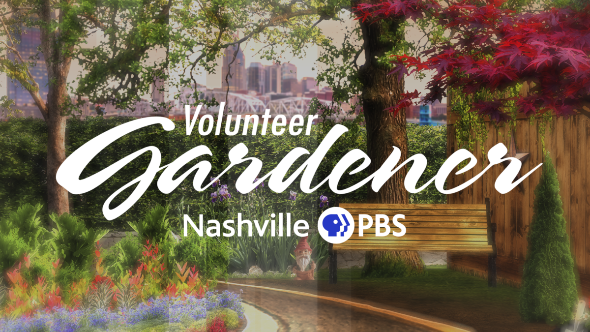 Volunteer Gardener on Nashville PBS