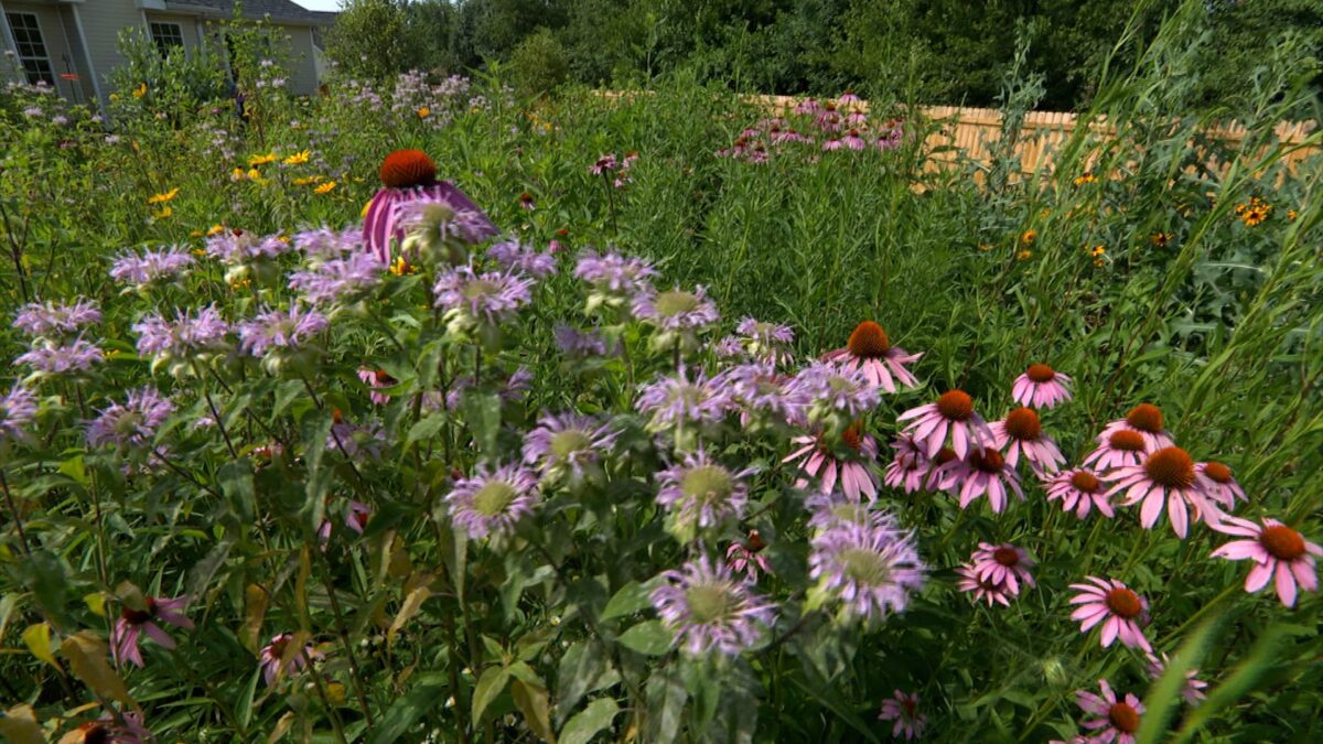 Healthy Yards Clarksville on NPT's Volunteer Gardener