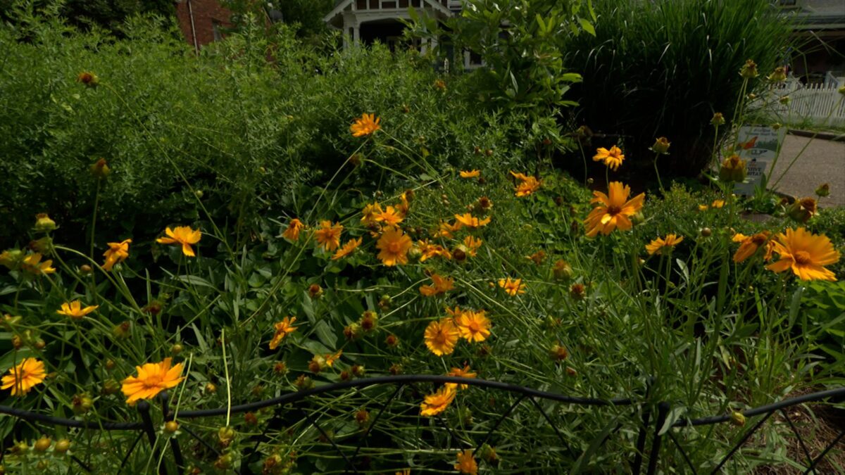 A Mindful Landscape on NPT's Volunteer Gardener