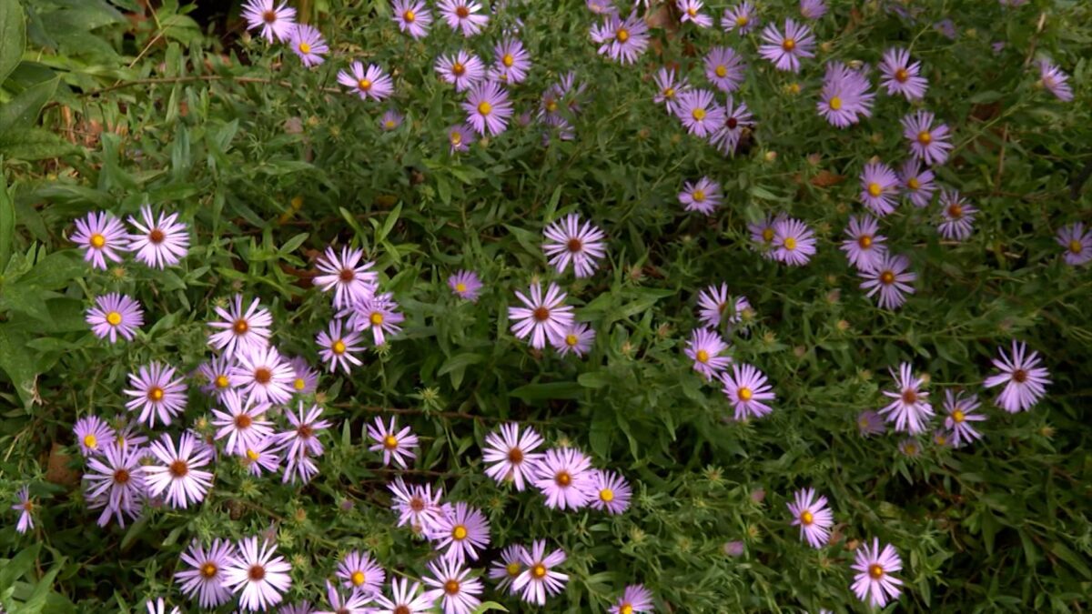 Native Groundcovers on NPT's Volunteer Gardener