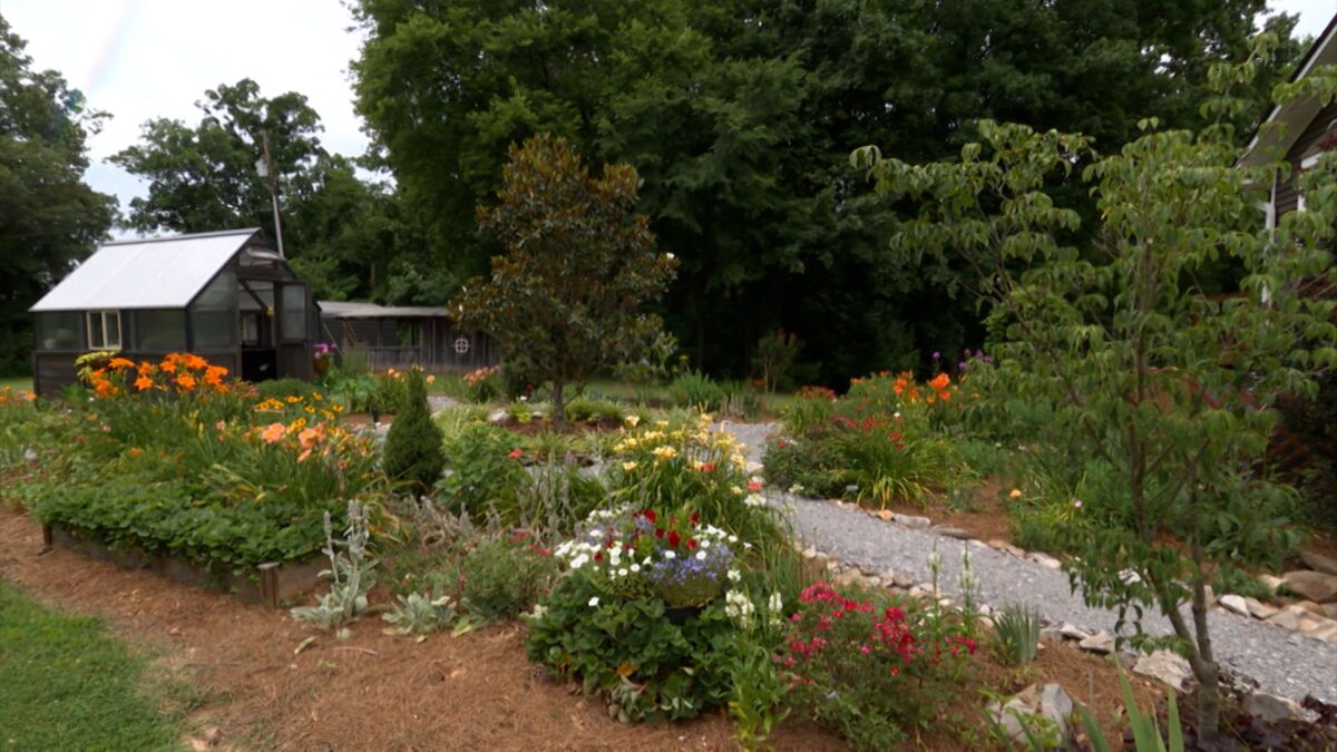 Collection of Color and Variety on NPT's Volunteer Gardener