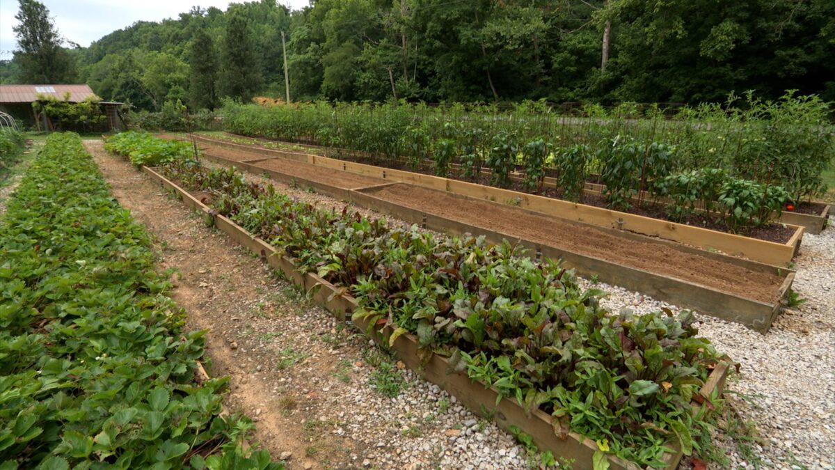 Farming in raised beds on NPT's Volunteer Gardener