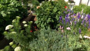 Garden time = family time on NPT's Volunteer Gardener
