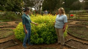 Winterizing Ornamental Beds on NPT's Volunteer Gardener