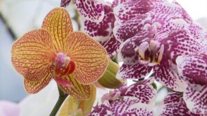Growing Orchids - The Basics on NPT's Volunteer Gardener
