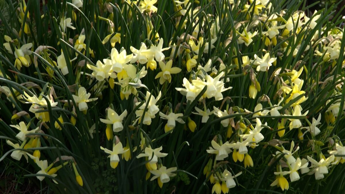 Episode 3314 on NPT's Volunteer Gardener